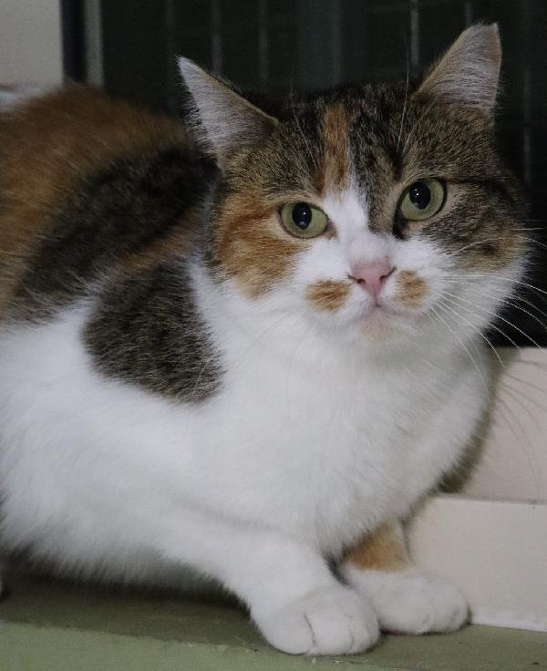 BRUSCHETTA, micia timidina Foto 4